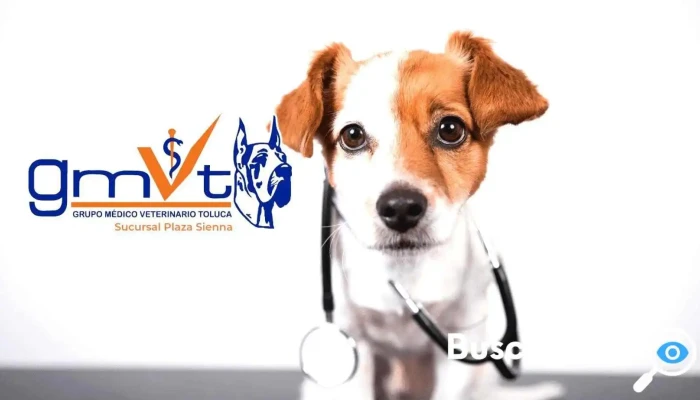 Gmvt - Clínica Médica Veterinaria - Plaza Sienna - Irma Patricia Galindo De Reza